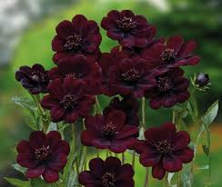 Maybe you would like to learn more about one of these? Chocolate Cosmos Beautiful Bouquet Of Flowers Chocolate Cosmos Happy Flowers