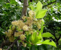 Image result for Embelia schimperi