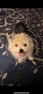 10 yr old blind scared senior needs help 🔴🔴🔴🔴🔴🔴