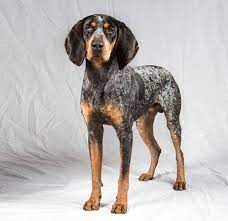 Bluetick Coonhound Dog Breed Information Hunting Dogs Breeds Coonhound Puppy Bluetick Coonhound