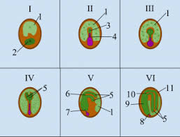 Image result for Meiosperma eminii
