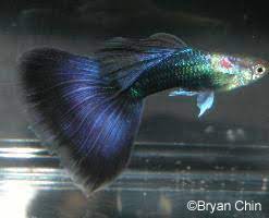 Guppy Types Guppy Associates International Chicago