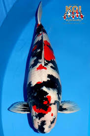 Pin By Torsten Muller On Koi Koi Fish Koi Fish Pond Koi Pond Design