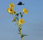 Silphium laciniatum