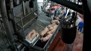 L214 challenges CO₂ stunning at Cooperl abattoir in France