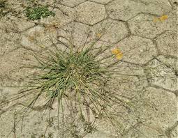 Image result for Eragrostis patula