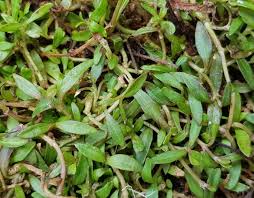 Image result for Hemarthria natans