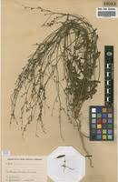 Image result for Schwenckia