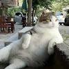 Aug 08, 2020 · august 8 is quite an exciting day, especially for cat lovers all around the world. 1