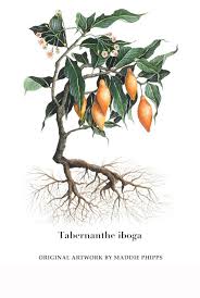 Image result for Tabernanthe