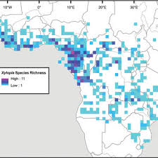 Image result for Xylopia collina