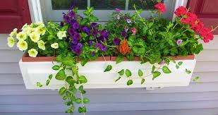 All you need are the right plants to create a beautiful display. How About Trying Window Box Gardening Garden Talk Nurserylive Wikipedia