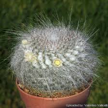 That may be true, but there's so much the cactus is a type of plant called a succulent. Mammillaria Hahniana F Albiflora Cacti And Succulents Cactus Plants Cactus Flower