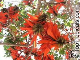 Image result for Erythrina lysistemon
