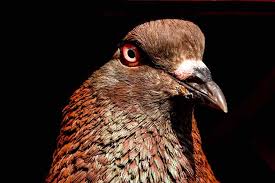 Dijual betina 144048 harga 2,5jt ring: Adu Cepat Burung Merpati Makin Diminati Para Penghobi Mongabay Co Id Mongabay Co Id