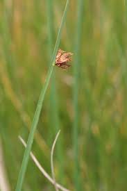 Image result for Schoenoplectus sp.no.3