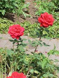 Image result for Rosa sp.