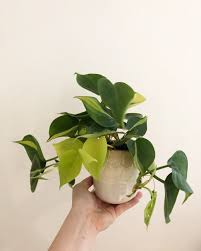 Philodendron Rio Brazil Philodendron Rio Brazil Plants