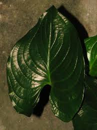 Image result for Cyanastrum johnstonii