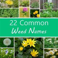 Once the excitement of starting a new garden wears off, the questions begin. How To Kill Weeds 6 Ways To Get Rid Of Them Dengarden