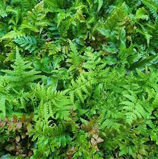 Image result for Pteris auquieri