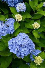 Flower Market Buckets Blooms Around The Potting Shed In 2020 Blue Hydrangea Plant Planting Hydrangeas Flower Market