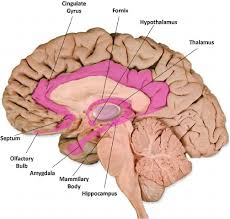 Image result for Limbic System