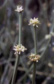 Image result for Cynanchum viminale