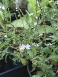 Image result for Verbena officinalis