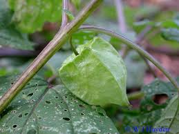 Image result for Physalis lagascae