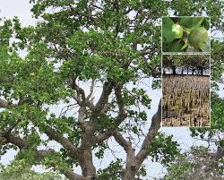 Image result for Sonneratiaceae