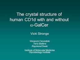 Vincenzo cerundolo frs fmedsci was the director of the medical research council human immunology unit at the university of oxford, at the jo. The Crystal Structure Of Human Cd1d With And Without Galcer Vicki Stronge Vincenzo Cerundolo Terry Butters Raymond Dwek Institute Of Molecular Medicine Ppt Download