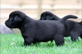 Phoenix, az (phx) prescott, az (prc). Labrador Retriever Breeders Near Harlowton Montana