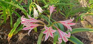 Image result for Crinum stuhlmannii
