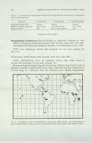 Image result for Polyphlebium borbonicum