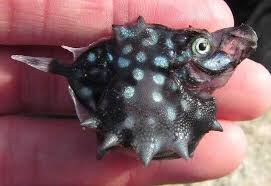 Image result for Oreosyce africana