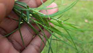 Image result for Cynodon dactylon