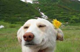Using a process called felting, our products are made from the highest quality wool and are healthy for pets and the planet. Image 3639748 On Favim Com