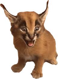 We did not find results for: Caracal Cat Meow Gif Caracalcat Meow Cat Discover Share Gifs