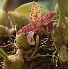 Image result for Bulbophyllum intertextum