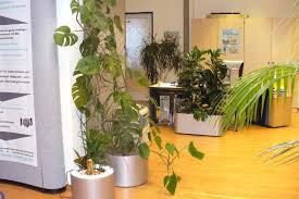 Urban jungle feeling im schlafzimmer in. Buro Feng Shui Entdecken