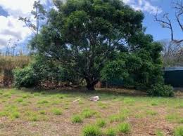 Image result for Vepris macedoi