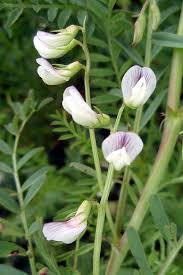 Image result for Vicia