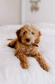 As with all mixes, size and temperament can vary depending on how much. Mini Goldendoodle Wallpapers Wallpaper Cave