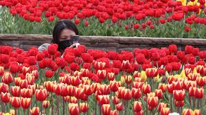 Korea selatan bukan hanya terkenal dengan kpop dan drakor saja, ada banyak taman menarik yang bisa taman yang berlokasi di kawasan lotte world ini dihiasi oleh bunga sakura yang dapat membentuk selain pemandangan lautan bunga sakura, taman cantik ini juga dikelilingi oleh danau. Menikmati Panorama Hamparan Bunga Tulip Aneka Warna Di Korea Selatan Lifestyle Liputan6 Com