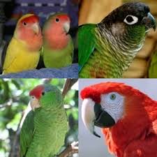 Are you by your self? What Is The Best Pet Bird For You Quiz All Pet Birds