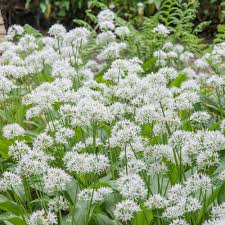 Check spelling or type a new query. Buy Wild Garlic Allium Ursinum Delivery By Waitrose Garden