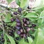 Image result for Colletoecema