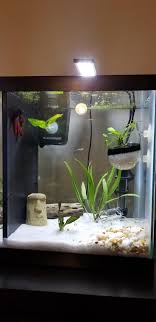 For the first few days. 10g Split Betta Tank Album On Imgur