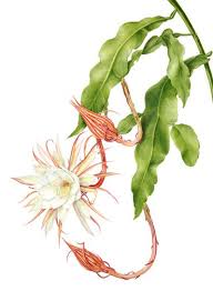 Beverly Allen Epiphyllum Oxypetalum Queen Of The Night Botanical Drawings Botanical Painting Botanical Illustration
